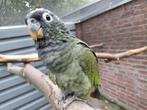 1-1 Pionus Maximiliani-papegaaien en nog een..., Dieren en Toebehoren, Vogels | Parkieten en Papegaaien, Meerdere dieren, Papegaai