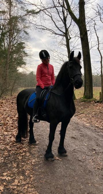 Gezocht bijrij paard dm voor meer infomatie