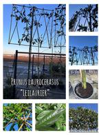 Prunus Laurocerasus “leilaurier”, Tuin en Terras, Planten | Bomen, Volle zon, Leiboom, Ophalen of Verzenden