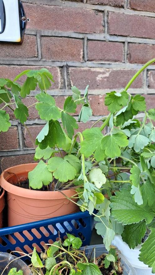 Akelei groot, Tuin en Terras, Planten | Tuinplanten, Volle zon, Zomer, Ophalen