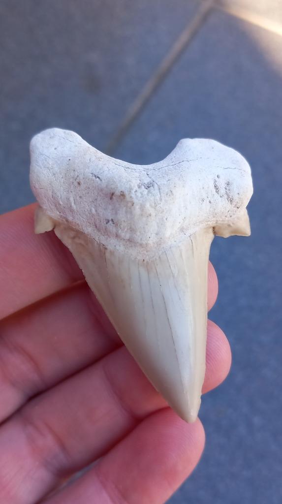 Otodus Obliquus haaientand fossiel uit Marokko haai, Verzamelen, Mineralen en Fossielen, Fossiel, Ophalen of Verzenden