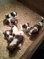 Prachtige kooiker pups van het platteland, Overige rassen, Meerdere, Meerdere dieren, Nederland