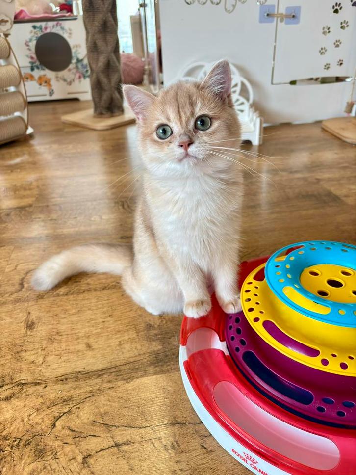 Kittens brits golden chinchilla’s, Dieren en Toebehoren, Katten en Kittens | Raskatten | Langhaar, Meerdere dieren, 0 tot 2 jaar