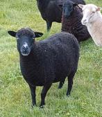 Ouessant stamboek ooi, zwart, Dieren en Toebehoren, Schapen, Geiten en Varkens, Vrouwelijk, Schaap