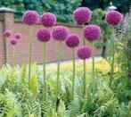 Allium Giganteum biologische zaden, Ophalen of Verzenden, Voorjaar, Volle zon, Zaad
