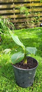 Musa Basjoo, Tuin en Terras, Vaste plant, Ophalen of Verzenden, Overige soorten, Bloeit niet