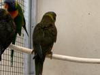 Mutatie lori van de blauwe bergen, Dieren en Toebehoren, Meerdere dieren, Papegaai, Geringd