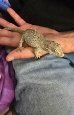 Gargoyle gecko vrouw, Dieren en Toebehoren, Hagedis, Tam, 3 tot 6 jaar