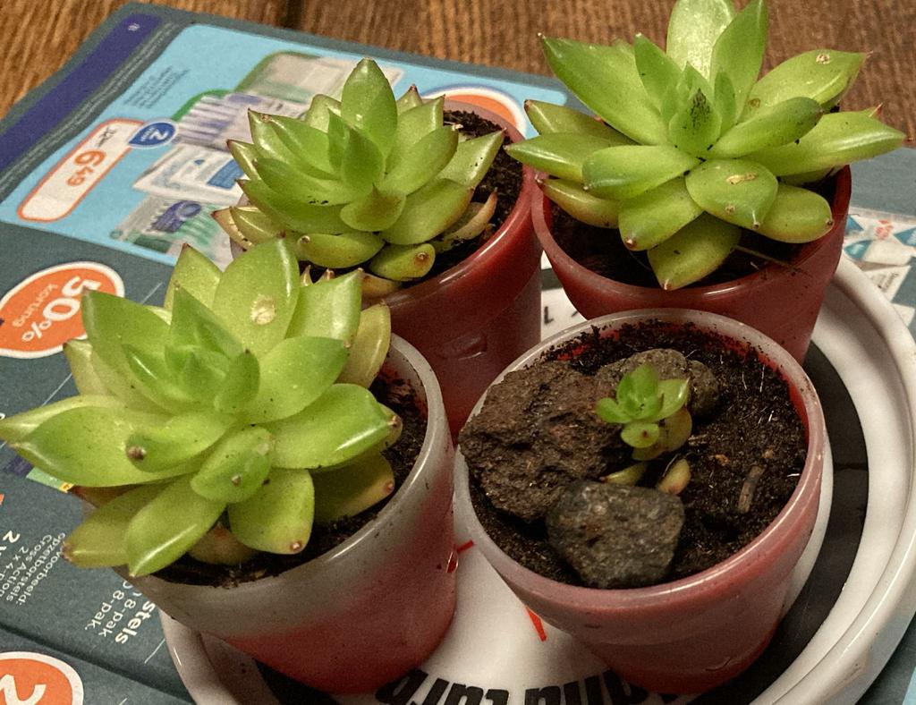 succulent, bol glas drinkglas en glazen bollenvaasje, Overige soorten, Vaste plant, Ophalen of Verzenden, Bloeit niet