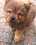 Chow chow pups nog 2 beschikbaar mogen al het nest verlaten, Dieren en Toebehoren, 8 tot 15 weken, Poolhond, Meerdere, Meerdere dieren