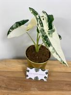 Alocasia Frydek Variegata #2, Ophalen of Verzenden, Overige soorten, Minder dan 100 cm