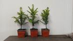 AANBIEDING!! Taxus 20/30 voor maar €2,95-, Ophalen of Verzenden, Taxus, Haag, Minder dan 100 cm