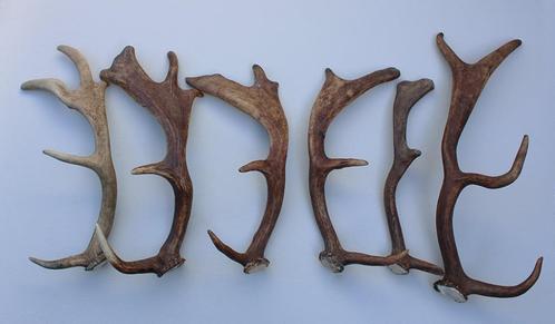 6 x DAMHERT GEWEI STANGEN - 32-45 cm, Verzamelen, Dierenverzamelingen, Gebruikt, Gewei of Kop, Hert, Ophalen of Verzenden