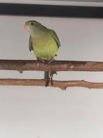 Te koop Barraband parkieten, Meerdere dieren, Parkiet, Geringd