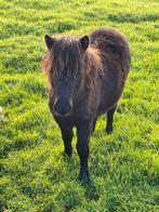 Shetland hengst jaarling, Mannelijk, 0 tot 2 jaar