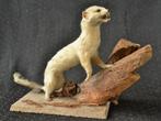 Taxidermie: Opgezette FRET / Wezel op houtstronk, 21x33 cm, Ophalen of Verzenden