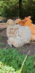 2 cochin kipjes / hennen, Dieren en Toebehoren, Vrouwelijk, Kip