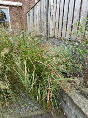 Vingergras - Siergras voor uw tuin! beschikbaar voor biedingen