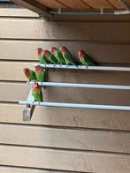 Koppels Agapornis roseicollis, Meerdere dieren, Dwergpapegaai of Agapornis, Geringd