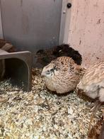 Japanse kwartel hennen, Dieren en Toebehoren, Pluimvee, Vrouwelijk, Overige soorten