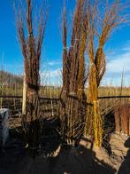 Diverse wilgen te koop, Eén persoon, Ticket of Toegangskaart