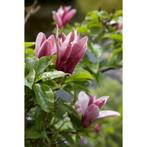 Magnolia Susan - Beverboom - Boom, Halfschaduw, Overige soorten, Lente, 100 tot 250 cm