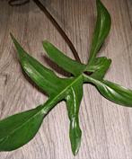 Philodendron Glad Hands, Huis en Inrichting, Kamerplanten, Ophalen of Verzenden, Halfschaduw, Minder dan 100 cm