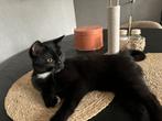 Kitten zoekt een leuk huisje!, Dieren en Toebehoren