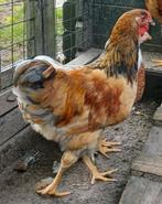 Wyandotte buff jong haantje 4 maand oud, Mannelijk, Kip