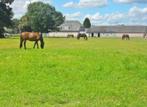 Stalling vrij op De Bedouine Hoeve., Dieren en Toebehoren, Stalling en Weidegang, Stalling