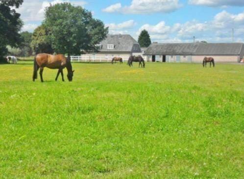 Stalling vrij op De Bedouine Hoeve., Dieren en Toebehoren, Stalling en Weidegang, Stalling