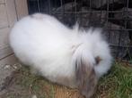 Lief konijn te koop, Dieren en Toebehoren, Konijnen, Mannelijk