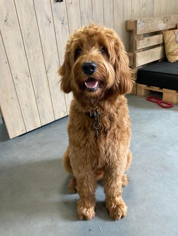 Australian labradoodle dekreu reu 