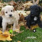 Medium kruising tibetaanse terrier x labradoodle pups., Dieren en Toebehoren, Honden | Chihuahua's en Gezelschapshonden, Nederland