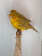 Isabel geel intensief kanaries, Dieren en Toebehoren, Vogels | Kanaries