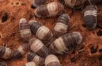 Cubaris spec. Panda King, Overige soorten