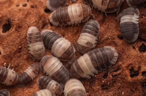 Cubaris spec. Panda King, Dieren en Toebehoren, Insecten en Spinnen, Overige soorten