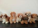 Mooie Boomer pups ShihTzu x Maltezer. Mogen al mee., Nederland, Overige rassen, CDV (hondenziekte), 8 tot 15 weken