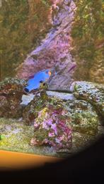 Zee aquarium visjes slak kreeft nog wat levend steen, Dieren en Toebehoren, Vissen | Aquariumvissen, Vis, Zoutwatervis