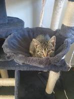 We hebben drie kittens gratis ophalen (zie advertentie), Dieren en Toebehoren, Poes, Kortharig, 0 tot 2 jaar