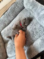 Britse korthaar Kittens, Dieren en Toebehoren, Katten en Kittens | Overige Katten, Kater, Kortharig, 0 tot 2 jaar