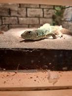 Timon lepidus, Hagedis, 0 tot 2 jaar