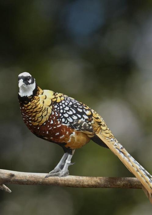 Koningsfazanten | Sierlijke fazant met lange staart, Dieren en Toebehoren, Pluimvee, Kip, Geslacht onbekend