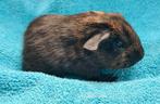 1 beertje van 3 mei beschikbaar., Dieren en Toebehoren, Knaagdieren, Mannelijk, Cavia, Na 1 juli 2024