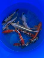 Maruhiro mix, Karper of Koi