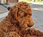 Gezocht rode mini doodle teefje, Overige rassen, 8 tot 15 weken, Teef, Eén hond