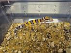 Luipaardgekko, Hagedis, 0 tot 2 jaar