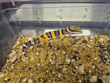 Luipaardgekko beschikbaar voor biedingen