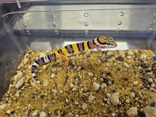 Luipaardgekko, Dieren en Toebehoren, Reptielen en Amfibieën, Hagedis, 0 tot 2 jaar
