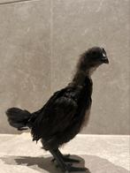 Ayam cemani haan, Dieren en Toebehoren, Mannelijk, Kip